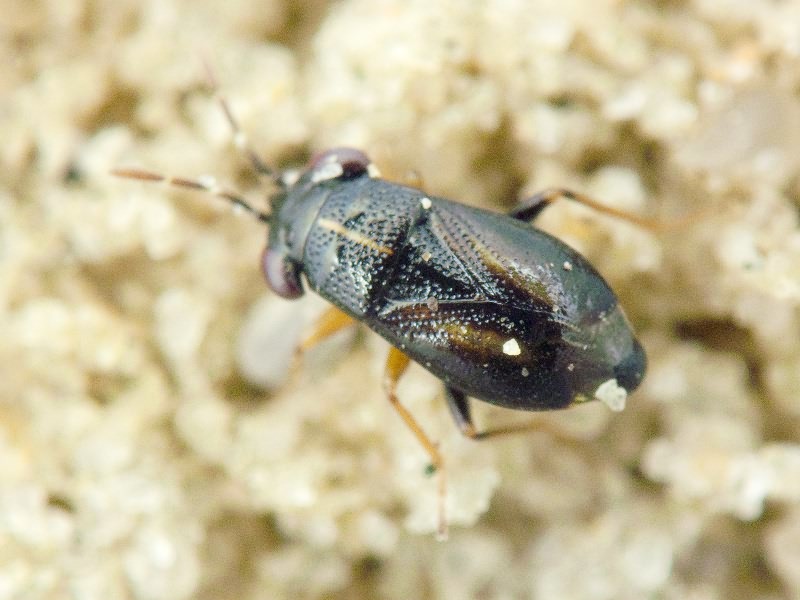 Geocoris ater (Fabricius, 1787)